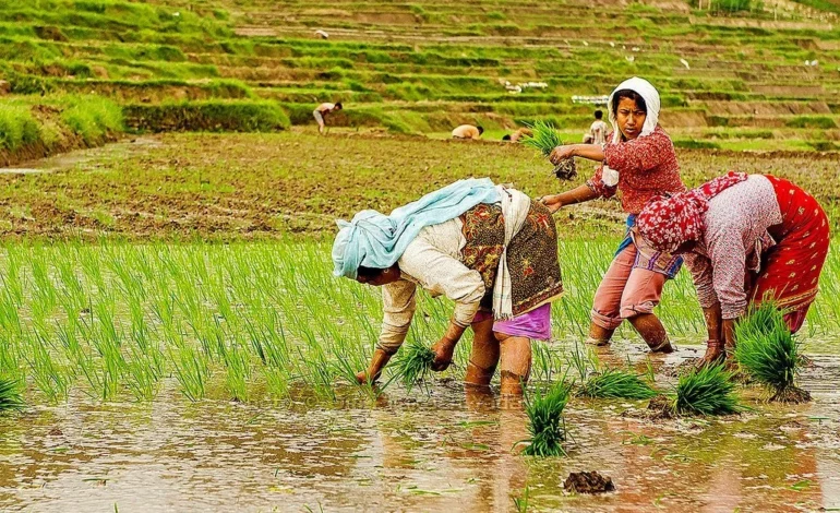 असार १५ : राष्ट्रिय धान दिवस, ग्रामीण पर्यटनको एउटा सांस्कृतिक पहिचान