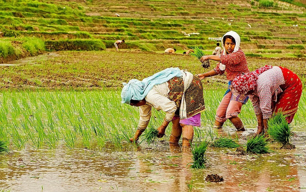 असार १५ : राष्ट्रिय धान दिवस, ग्रामीण पर्यटनको एउटा सांस्कृतिक पहिचान