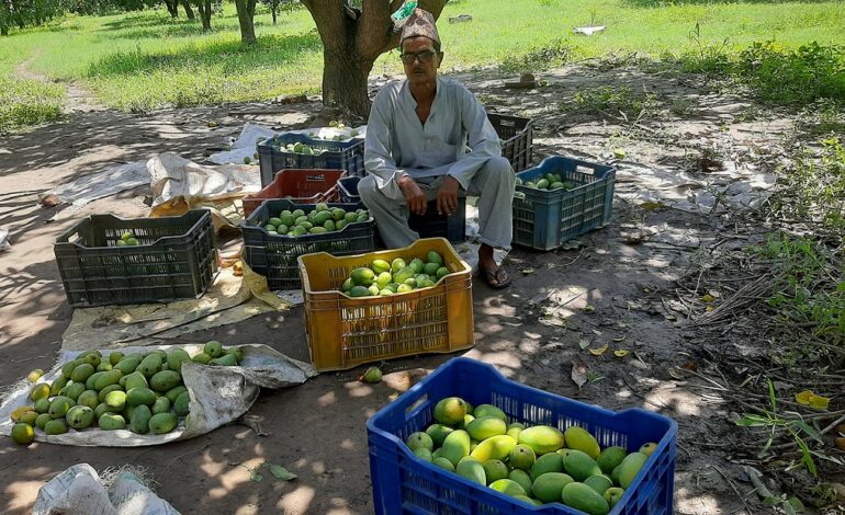 आँप बेचेर वार्षिक ८ लाख बचत