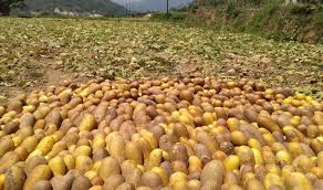 काँक्राको बीउले फेरियो सल्यानवासीको जीवन