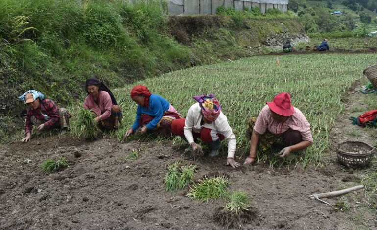 ‘राष्ट्रिय कोदो दिवस’होमस्टे पर्यटनमा मौलिक स्वादको चासो