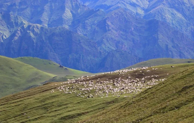 पर्यटकलाई आकर्षित गर्ने बुकीपाटनका भेडीगोठ